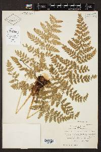 Dryopteris cinnamomea image