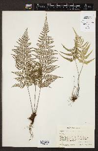 Asplenium cuspidatum image