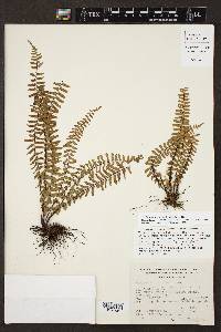 Asplenium hallbergii image