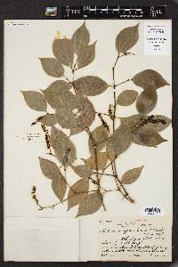 Piper sempervirens image