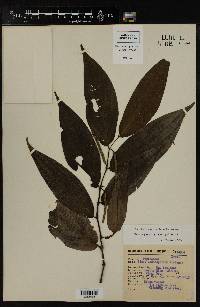 Piper dendrophilum image