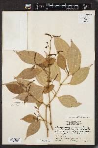 Piper sempervirens image