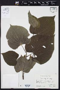 Piper marginatum image