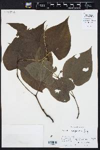 Piper marginatum image