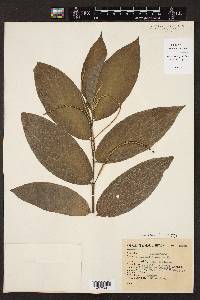 Piper multinervium image
