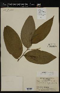 Piper multinervium image