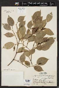 Piper sempervirens image