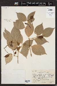 Piper sempervirens image