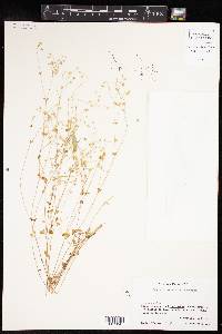 Drymaria villosa subsp. villosa image