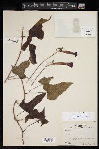 Ipomoea chenopodiifolia image