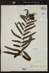 Polypodium adelphum image
