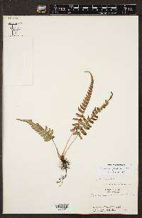 Blechnum glandulosum image