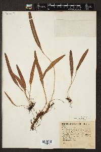 Elaphoglossum affine image