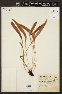 Elaphoglossum rufescens image