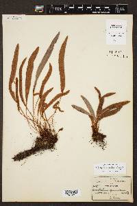 Elaphoglossum rufescens image