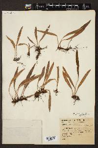 Elaphoglossum affine image