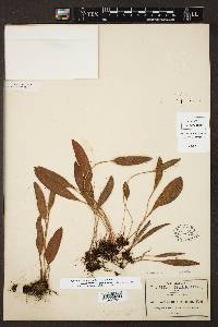 Elaphoglossum gratum image