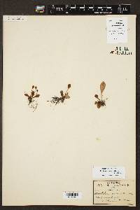 Elaphoglossum piloselloides image