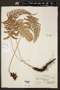 Blechnum glandulosum image