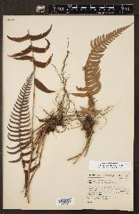 Blechnum glandulosum image