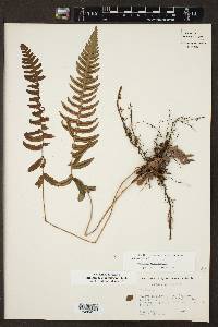 Blechnum glandulosum image