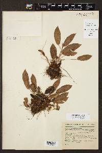 Elaphoglossum monicae image
