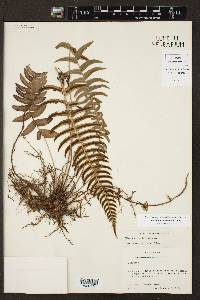 Blechnum glandulosum image