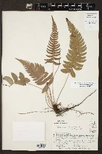 Blechnum glandulosum image