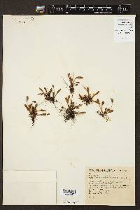 Elaphoglossum piloselloides image