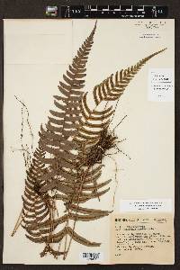 Blechnum glandulosum image