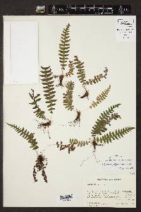 Blechnum polypodioides image