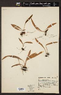 Elaphoglossum affine image