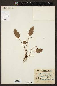 Elaphoglossum lindenii image