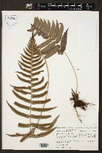 Blechnum occidentale image