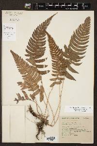 Blechnum glandulosum image