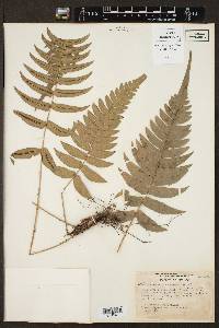 Blechnum occidentale image