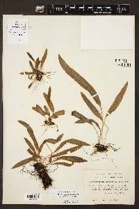 Elaphoglossum rzedowskii image