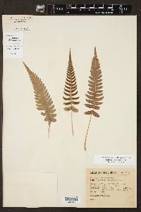 Blechnum glandulosum image