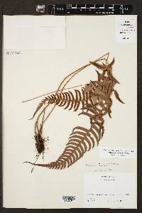 Blechnum glandulosum image