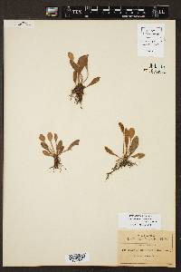 Elaphoglossum piloselloides image