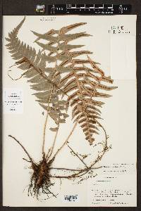 Blechnum occidentale image