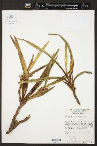 Maxillaria tonsoniae image
