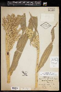 Sorghum bicolor image