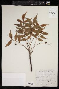 Bursera penicillata image