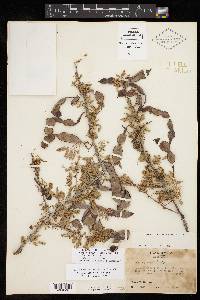 Acacia greggii image