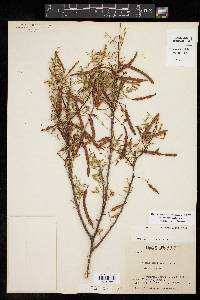 Acacia constricta image