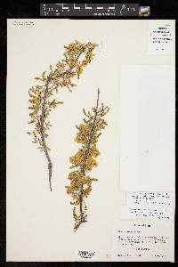 Acacia greggii image