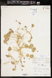 Hydrocotyle umbellata image