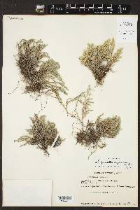 Selaginella rupincola image