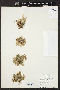 Selaginella pilifera image